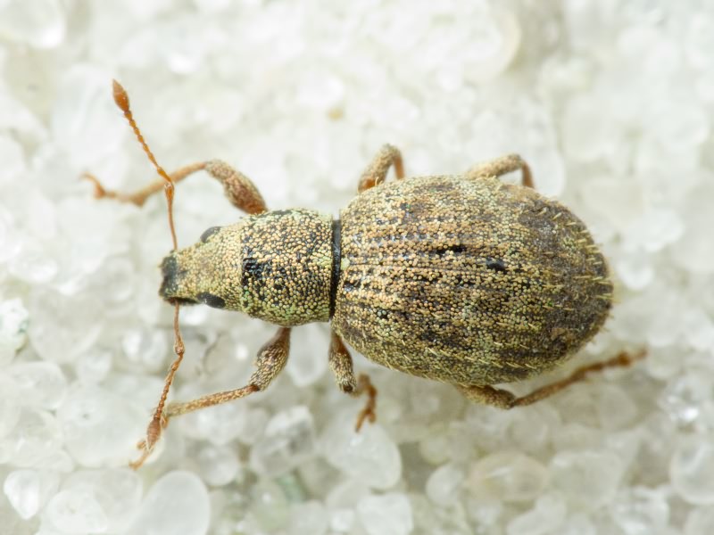 Sciaphilus asperatus (Bonsdorff, 1785)